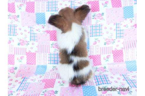 成約済の千葉県のパピヨン-159994の7枚目